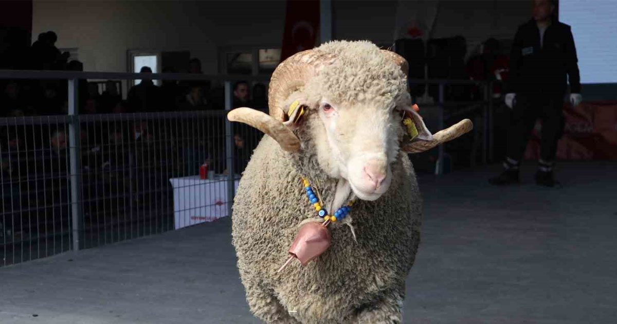 Damızlık koyun ve keçi desteği verilecek
