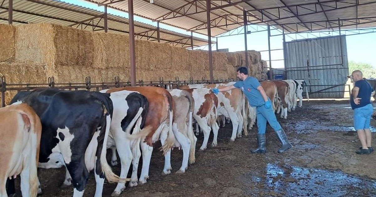 Riskli mahallelerde şap aşısı çalışmaları hızlandırıldı