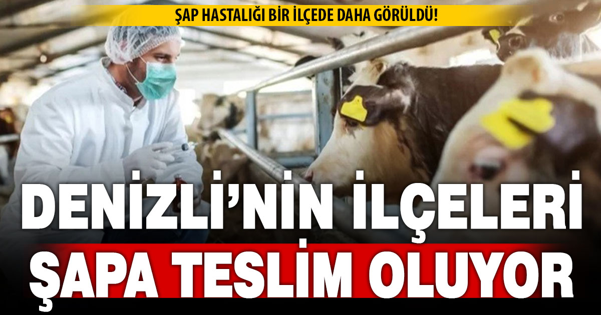 Şap hastalığı bir ilçede daha görüldü! Denizli’nin ilçeleri Şapa teslim oluyor