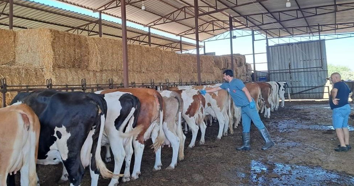 Söke’de şap hastalığı nedeniyle hayvan hareketlerine kısıtlama getirildi