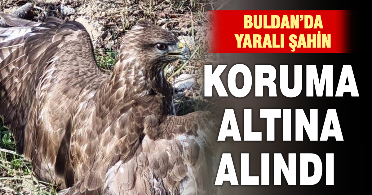 Yaralı şahin tedaviye alındı