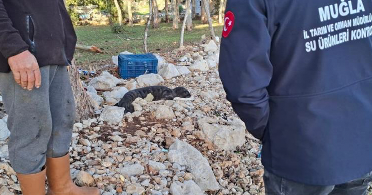 Balıkçıların kurtardığı yavru Akdeniz Foku yetkililere teslim edildi 