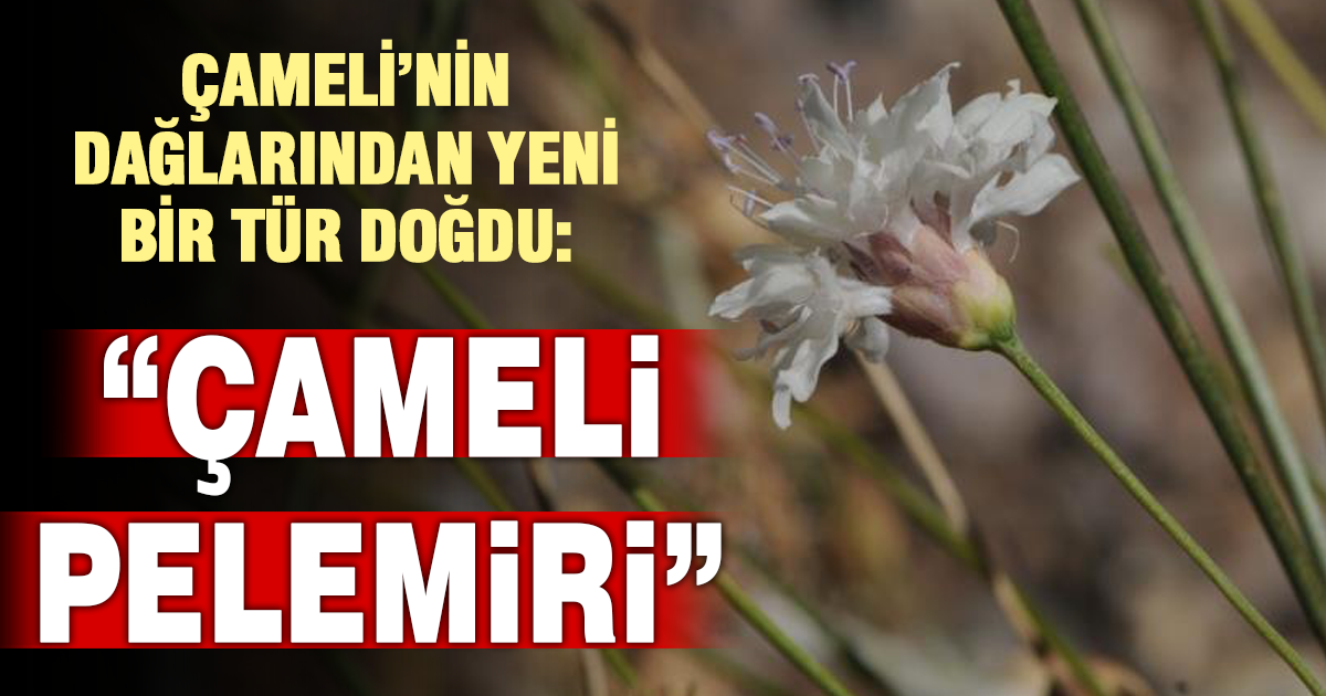 “Çamelipelemiri”bitkiliteratürünekazandırıldı