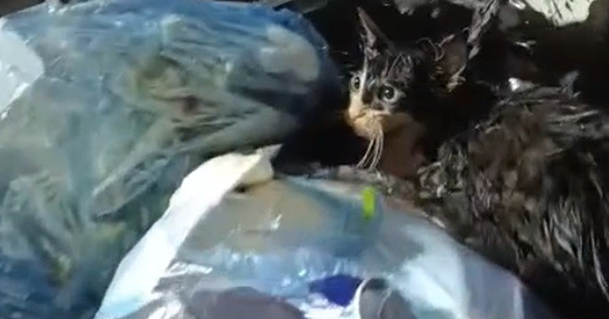 Kediyi poşete koyup çöpe attılar