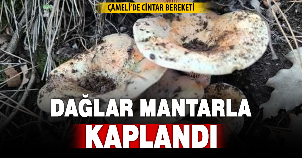Çameli’de cintar bereketi 