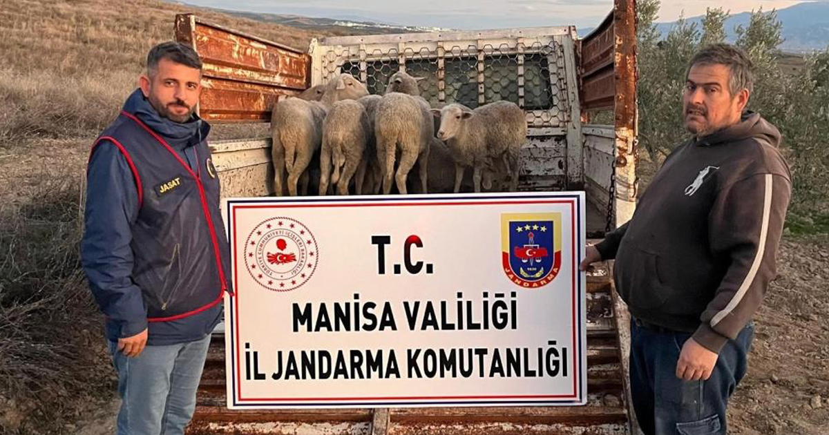 Çalınan koyunlar, jandarma tarafından bulundu 