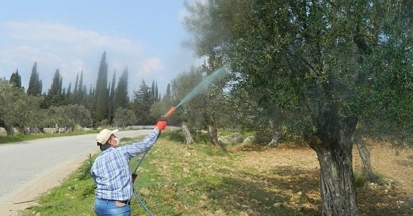 Zeytinde halkalı leke hastalığı ile mücadele çağrısı yapıldı