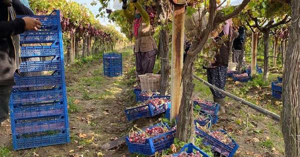 Sarıgöl’de üzüm hasadı devam ediyor