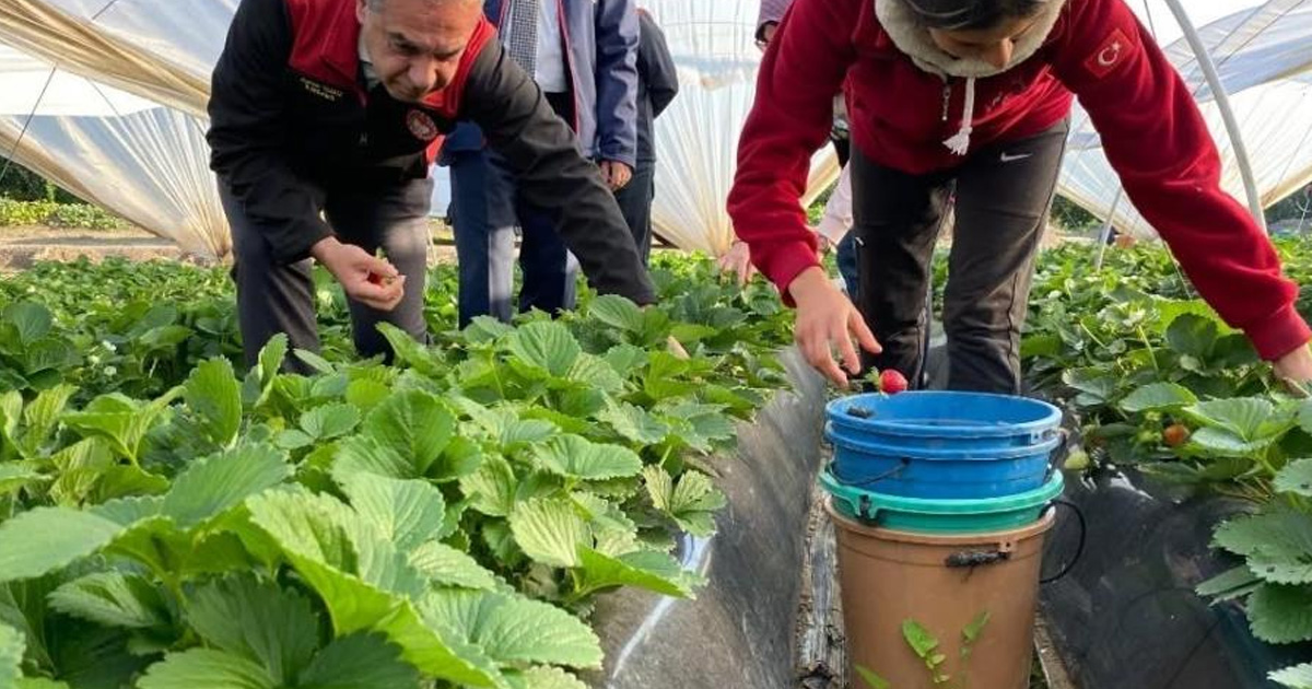 Coğrafi işaretli ‘Sultanhisar Çileği’nde hasat sevinci