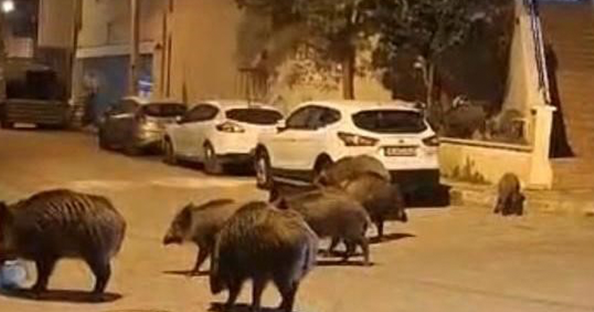 İzmir, sokaklarında domuz sürüleri ile doğal yaşam parkına döndü
