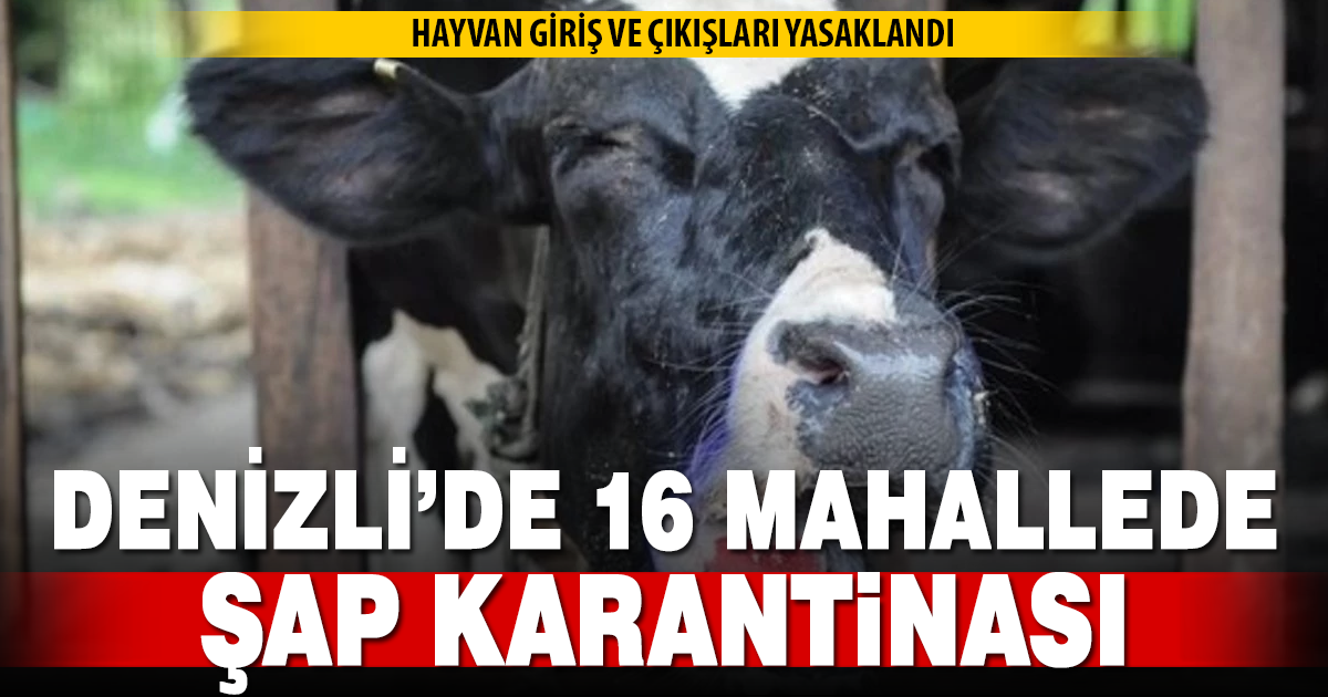 Denizli’de şap alarmı: 16 mahallede karantina uygulaması