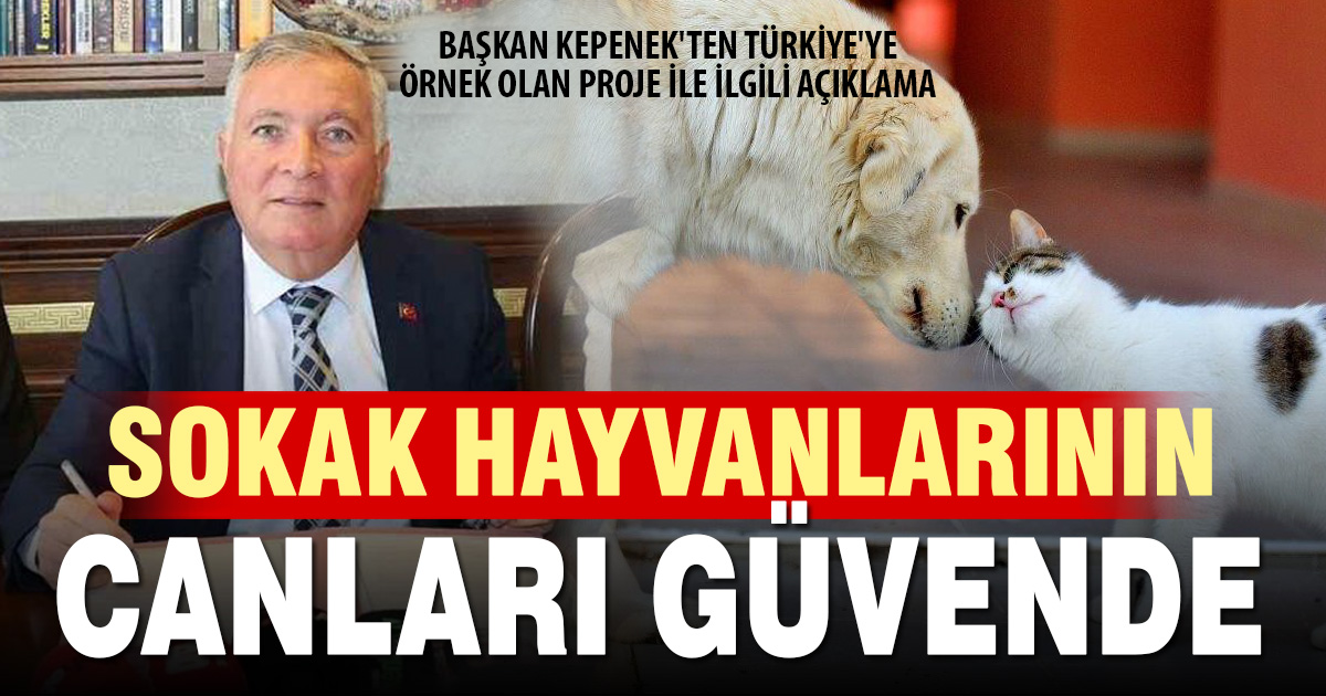 Denizli’de üç belediyeden sokak hayvanları için dev ortak proje