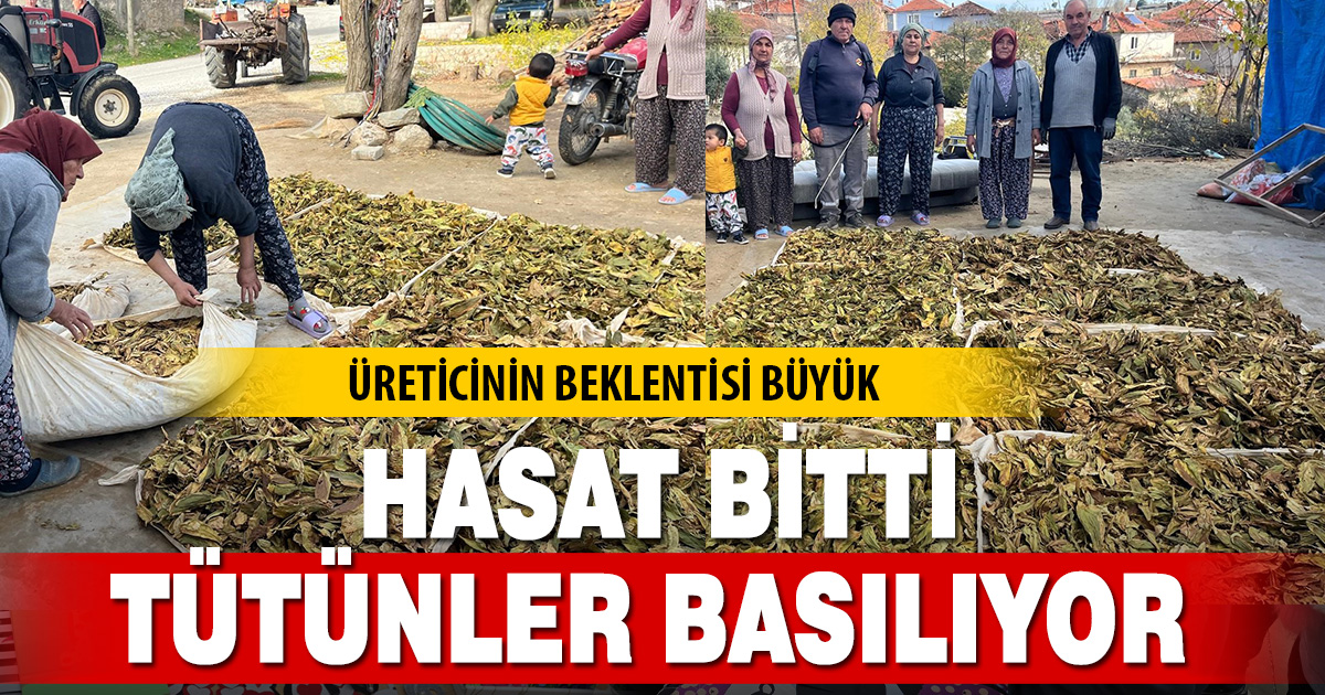 Hasadı tamalanan tütünler satış için hazırlanıyor