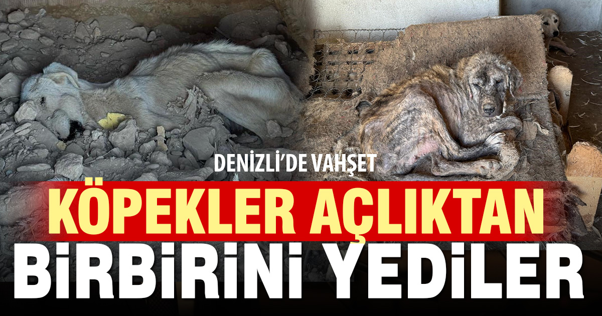 Hayvan sevgisini istismar etti, köpekler açıktan birbirini yedi