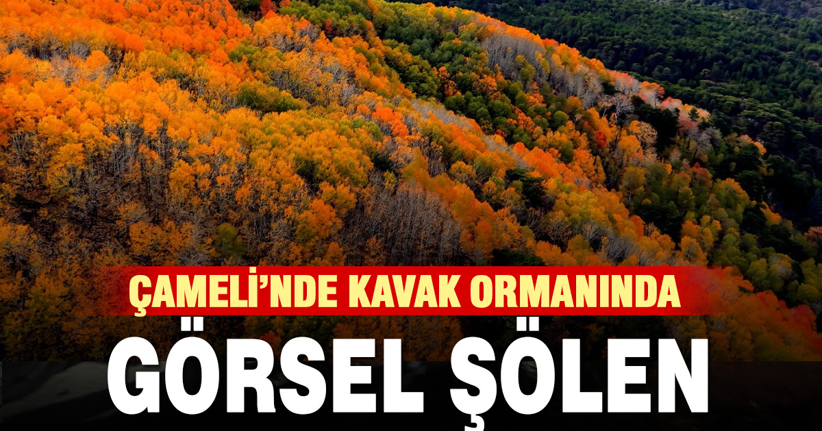 Çameli’de kartpostallık manzara: Titrek kavak ormanları havadan görüntülendi