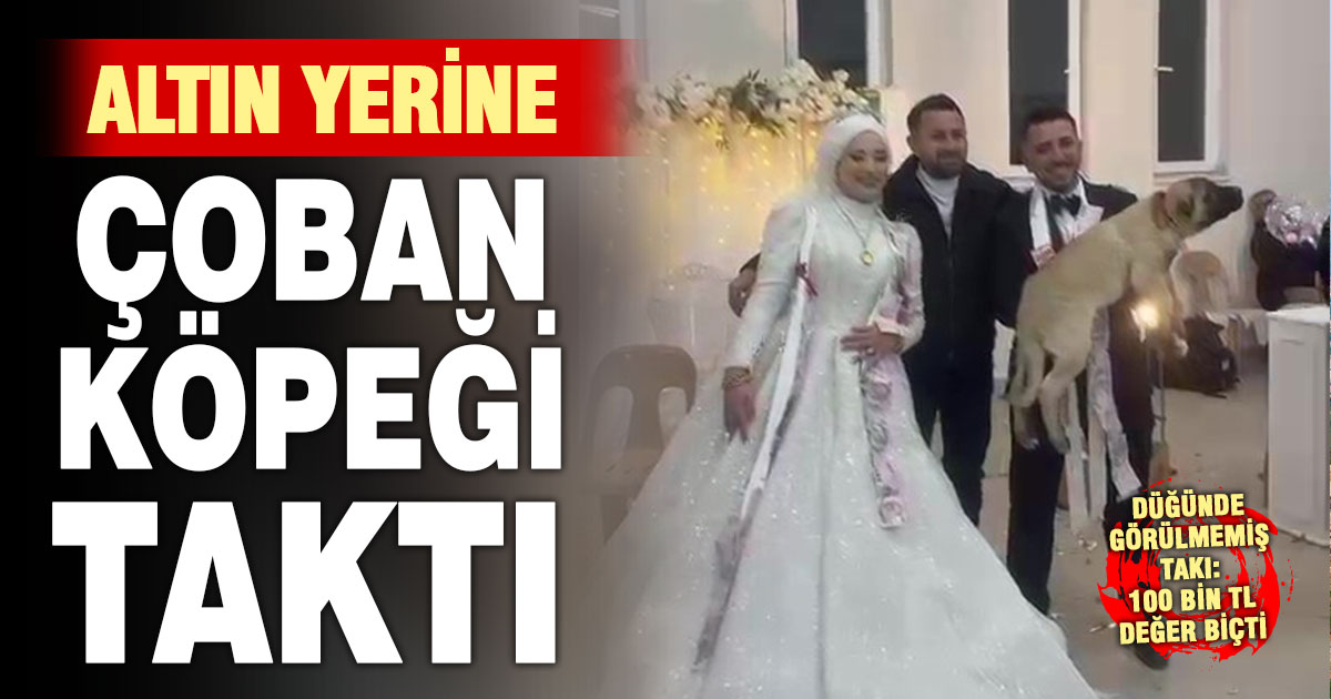 Damadın arkadaşı, düğünde takı yerine çoban köpeği hediye etti