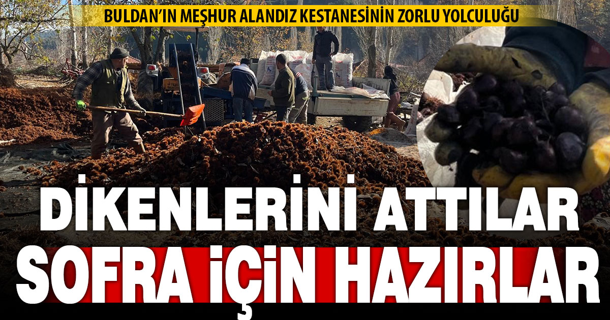 Dikenlerinden kurtulan kestanelerin sofralara yolculuğu başladı  