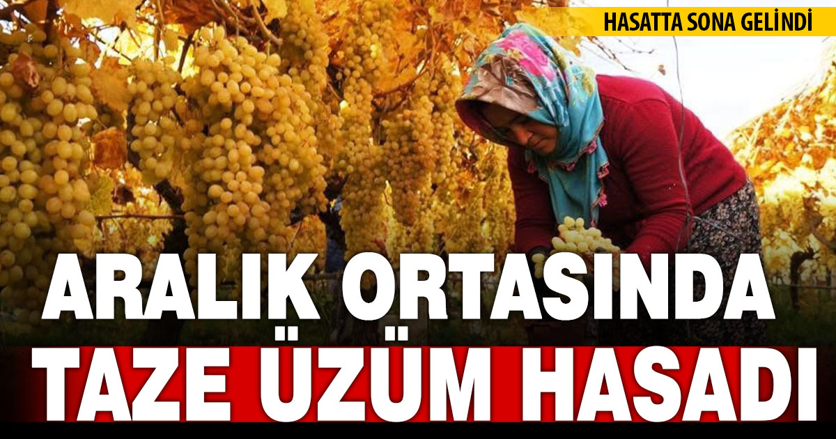 Üzüm hasadında sona yaklaşıldı  