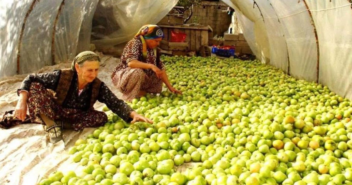 Seralarda “gök domates” mesaisi
