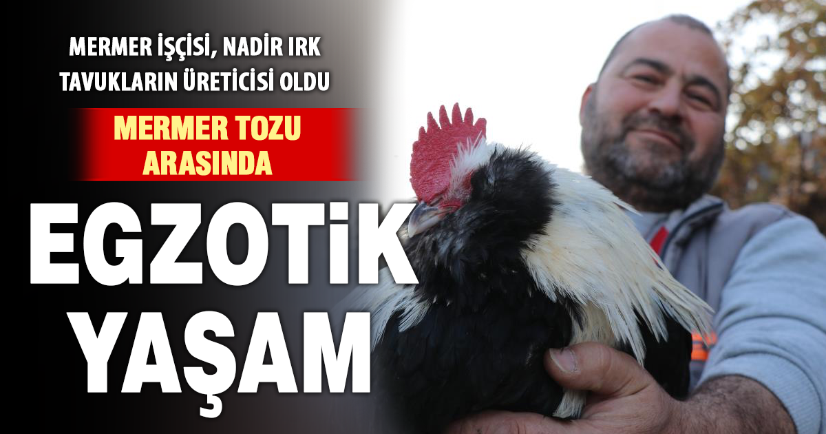 Mermer fabrikasında egzotik mesai: Farklı ırklardaki tavuklar burada yetişiyor