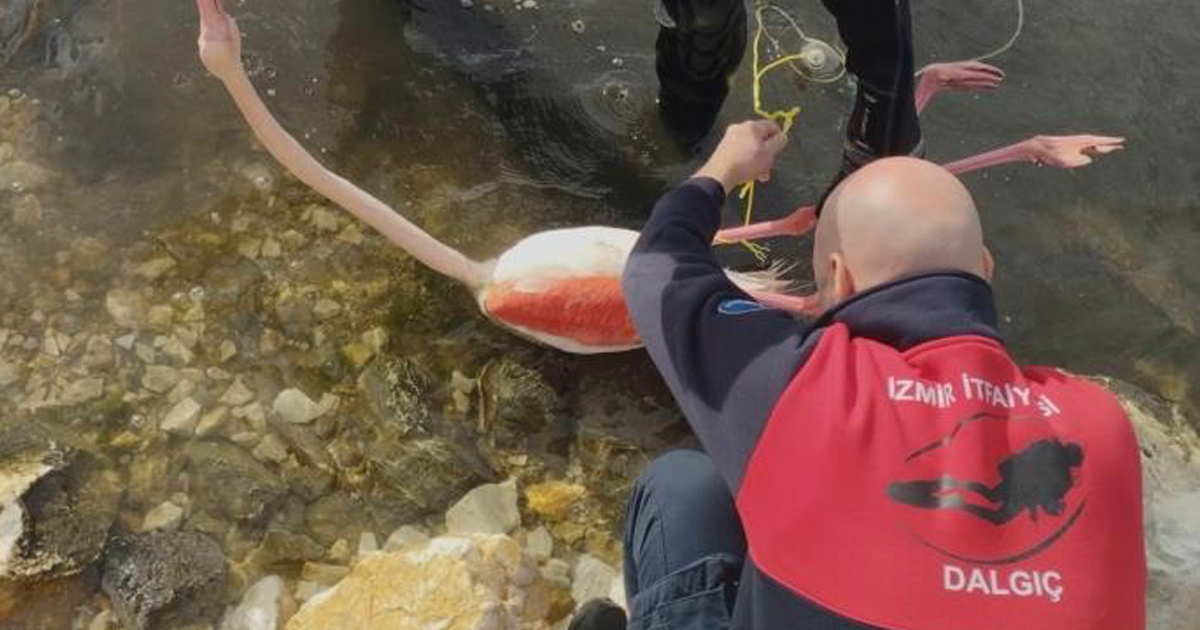 Flamingoya hayat veren kurtarma operasyonu 