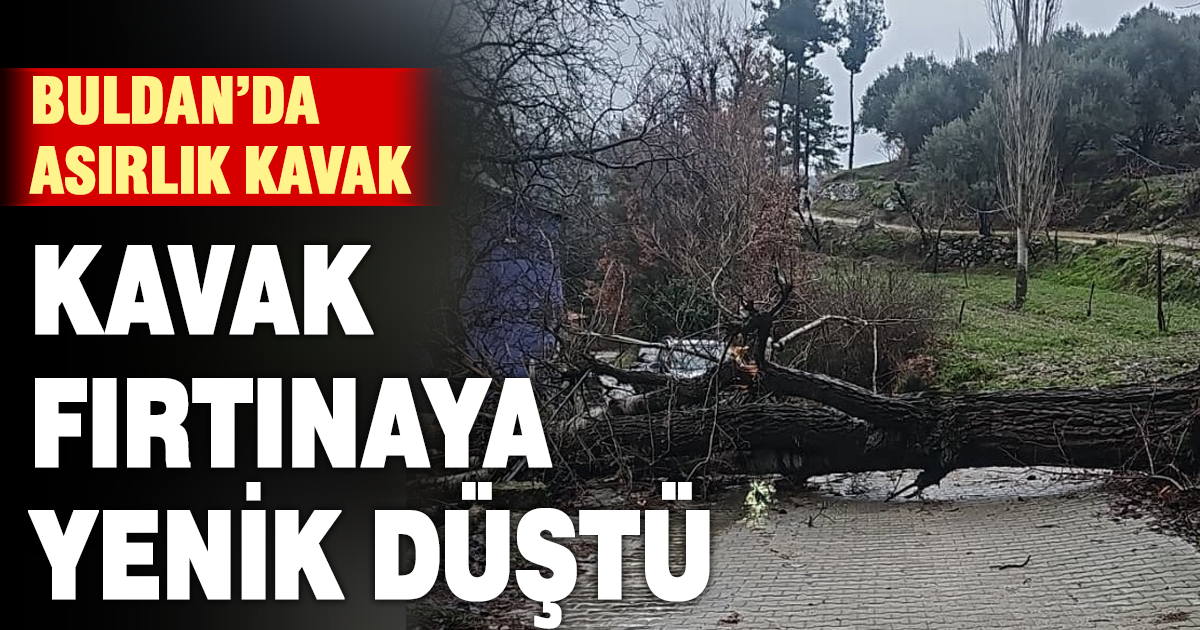 Asırlık kavak ağacı fırtınaya dayanamadı