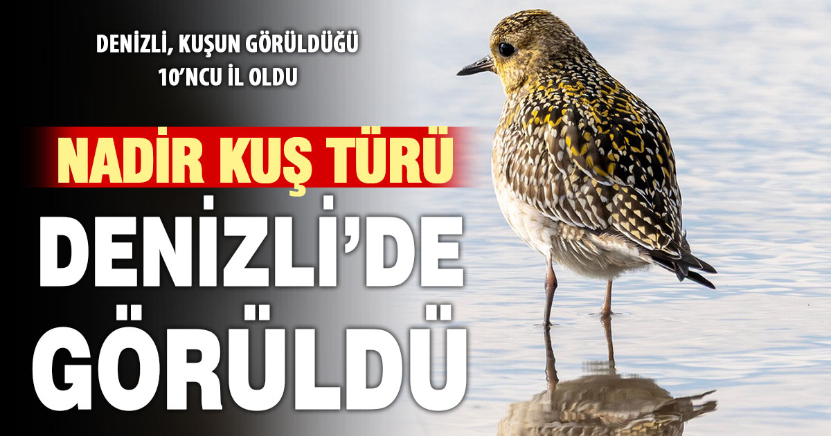 Nadir misafir Denizli’de: Küçük Altın Yağmurcun ilk kez görüldü