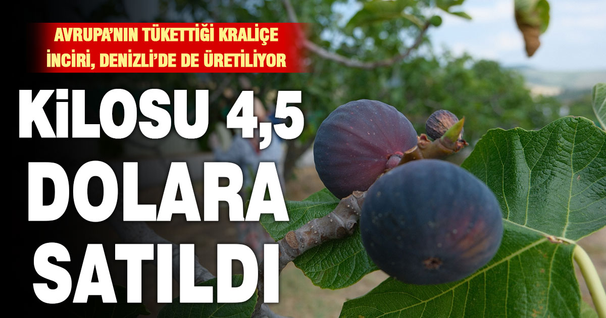 Denizli’de de üretilen Kraliçe inciri 4,5 dolarlık ihracat fiyatıyla yüz güldürdü