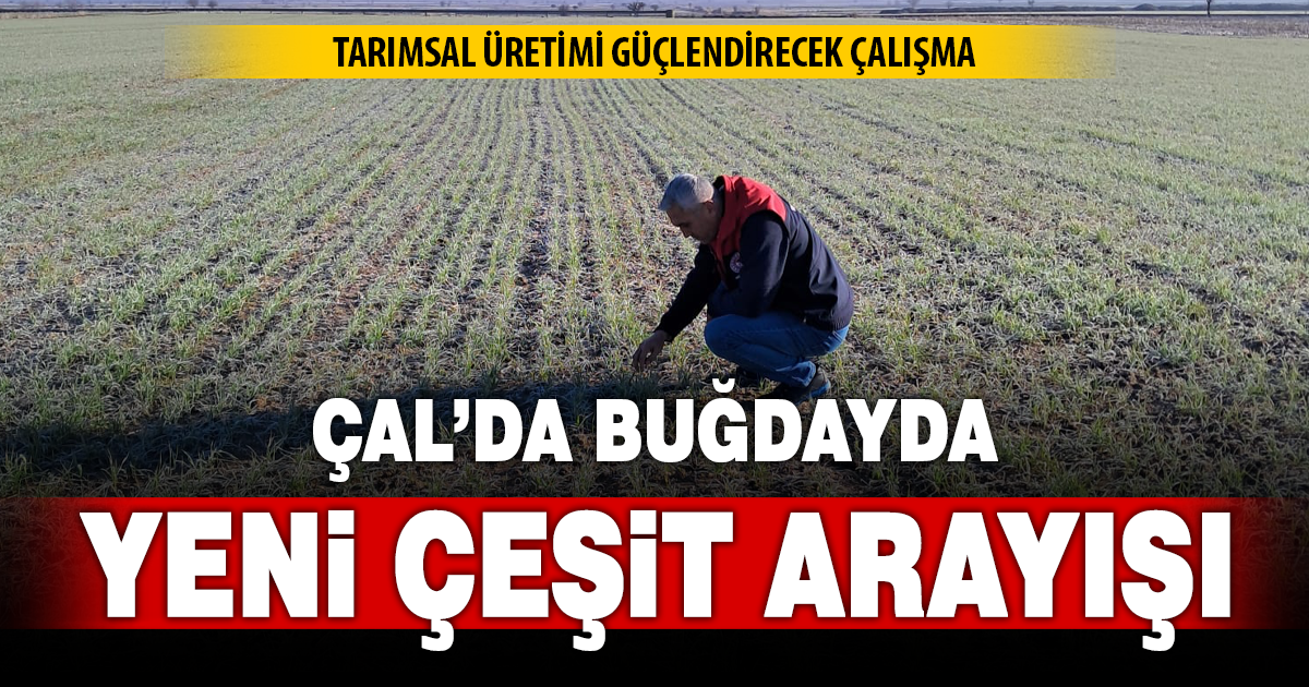 Denizler’de yeni tür buğday denemesinde filizler büyüdü