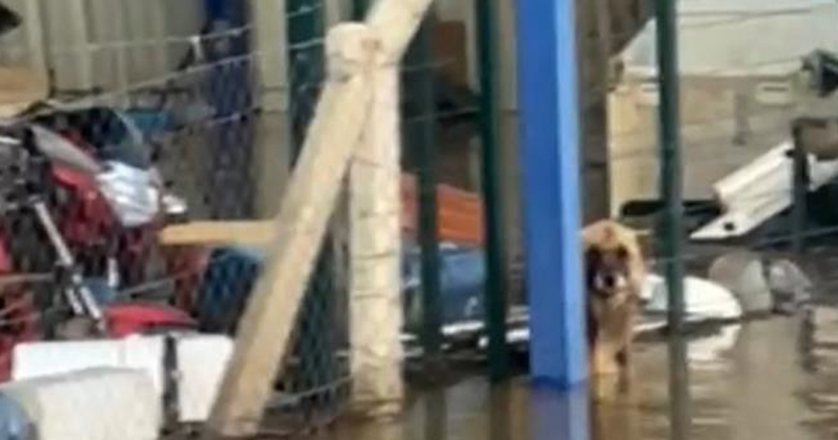Sel sularının ortasındaki depoda mahsur kalan köpekler yürek burktu 