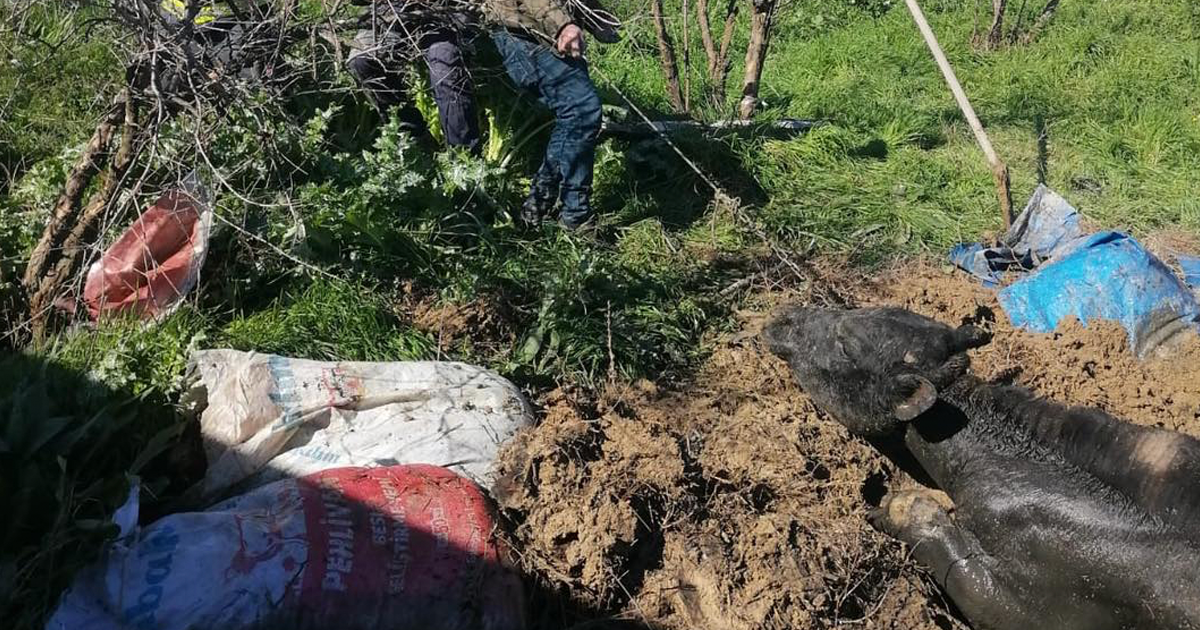 Foseptik çukuruna düşen inek kurtarıldı