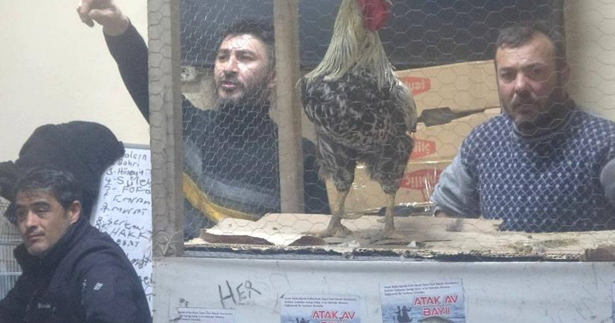 Kütahya’daki süs tavukları açık artırmayla satıldı 