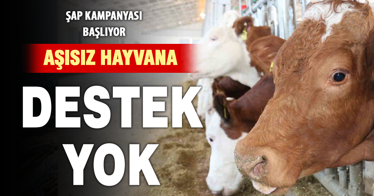 Aşısız hayvana destek yok: Şap kampanyası başlıyor