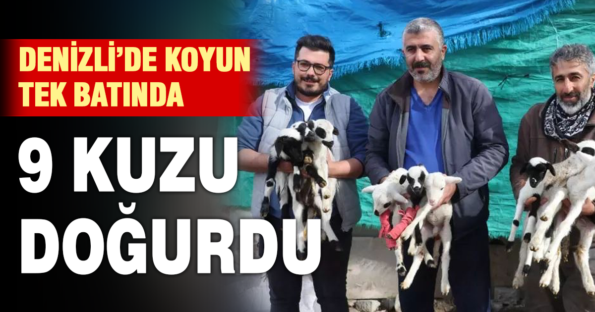 Denizli’de koyun tek batında 9 yavru doğurdu