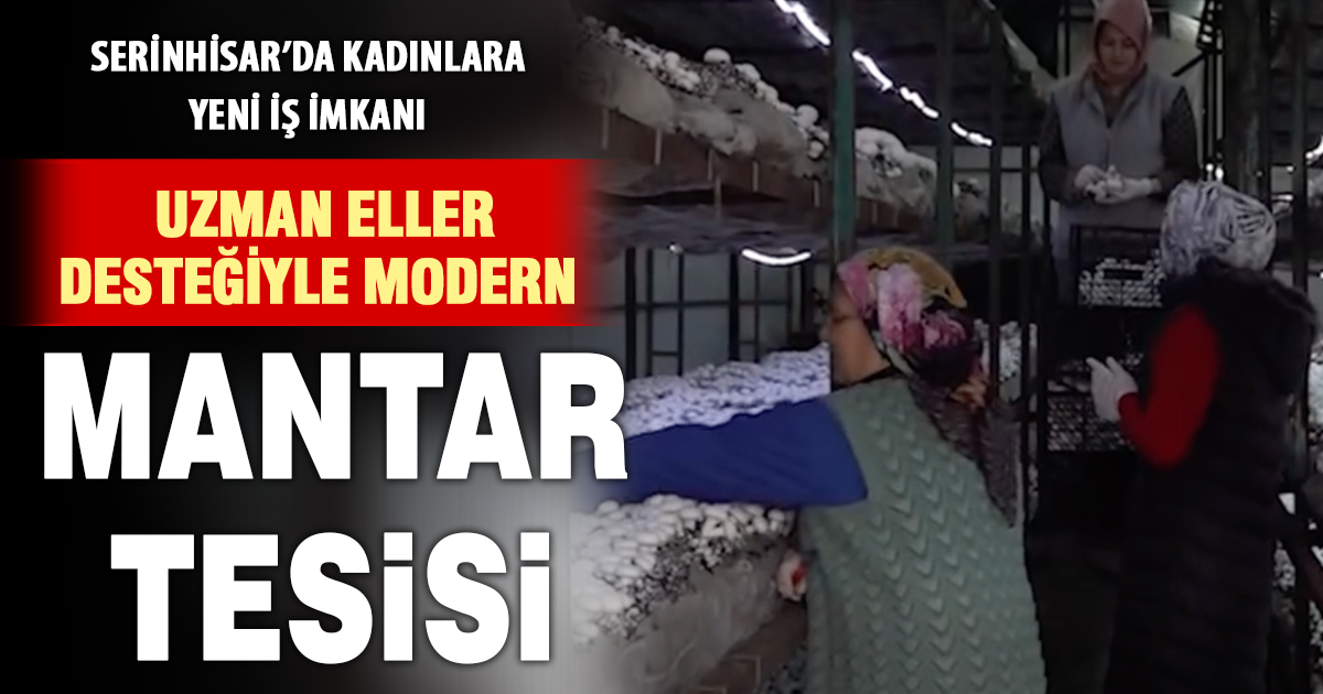 Serinhisar’da Uzman Eller’le modern mantar üretimi başladı