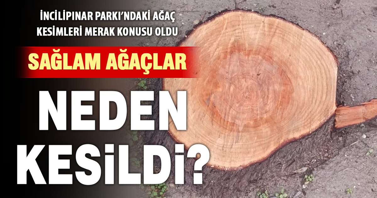 İncilipınar Parkı’nda ağaç kesimleri merak uyandırdı