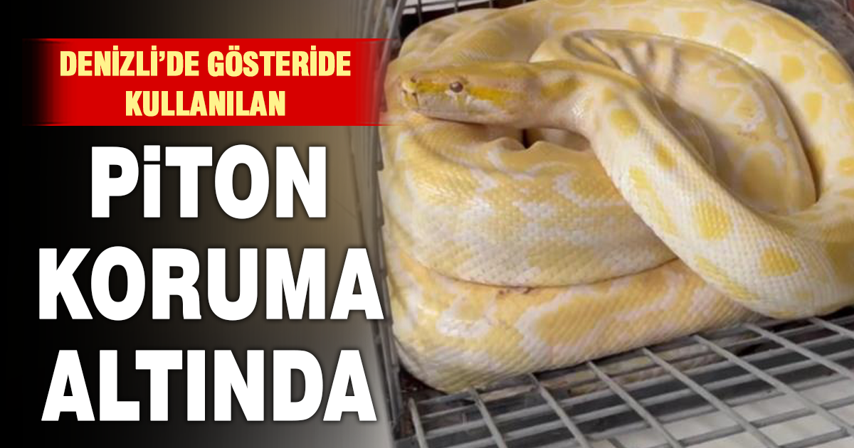Denizli’de gösteride kullanılan nesli tehlike altındaki piton koruma altına alındı