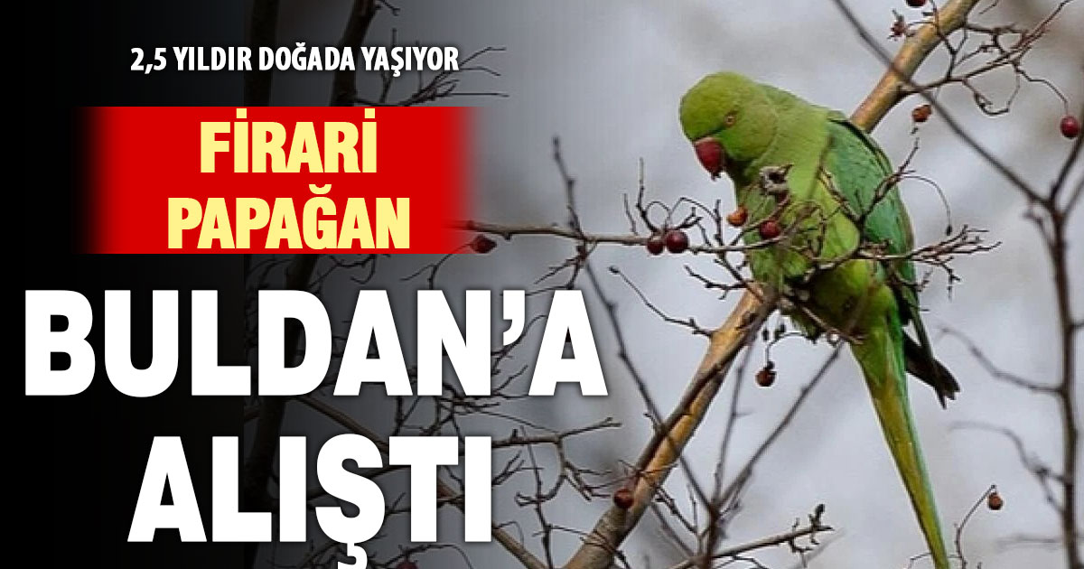 Evden kaçan papağan 2,5 yıldır doğada yaşıyor  