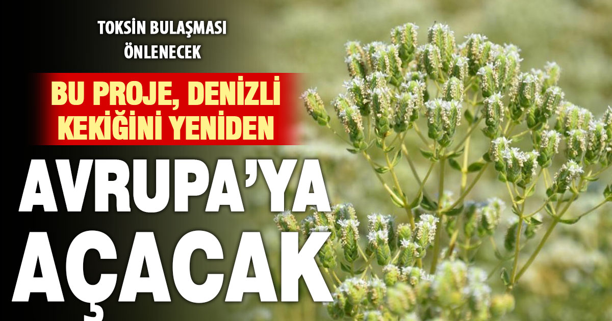 Denizli kekikte kaliteyi yeniden yükseltiyor