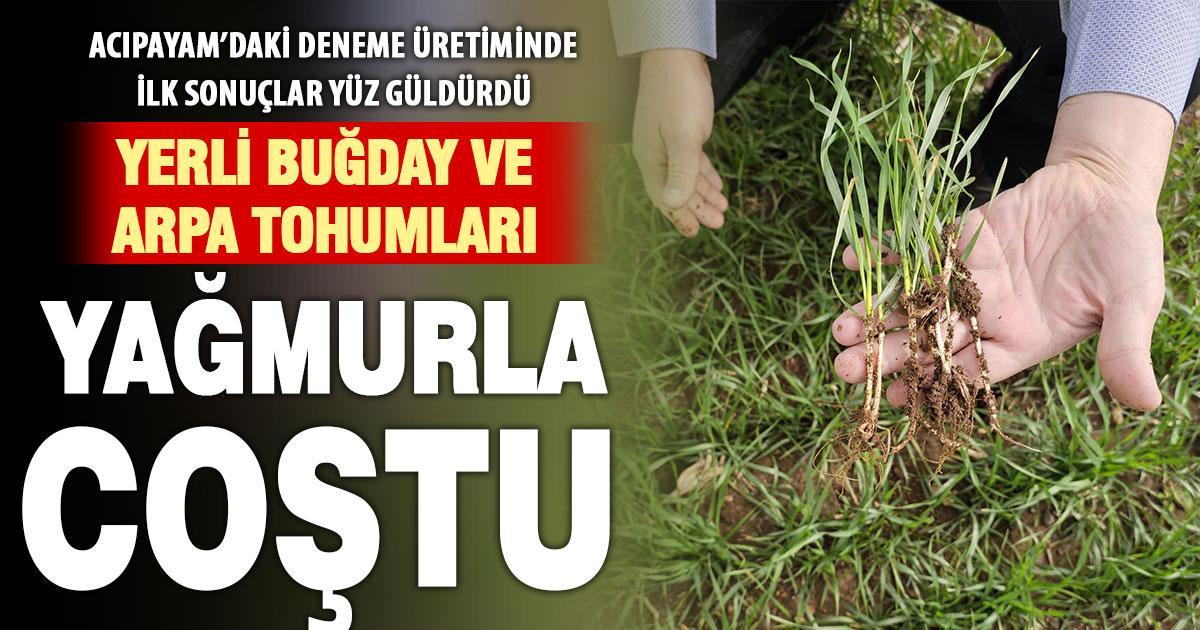 Acıpayam’a deneme için ekilen yerli buğday tohumları yağmurla coştu
