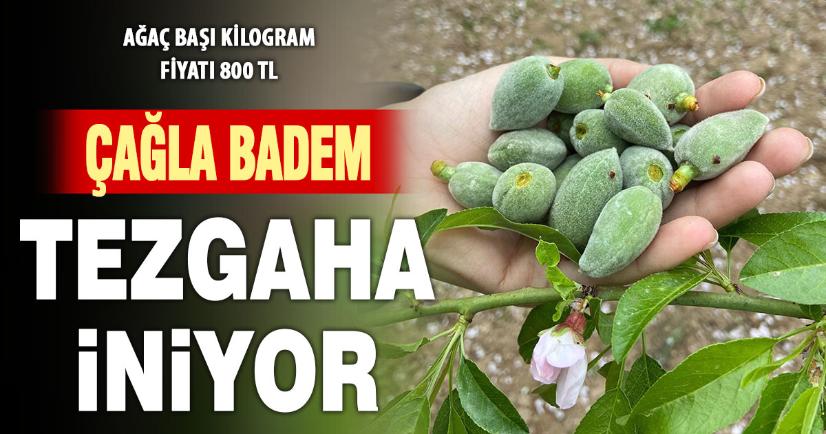 Baharın habercisi çağla badem tezgaha iniyor
