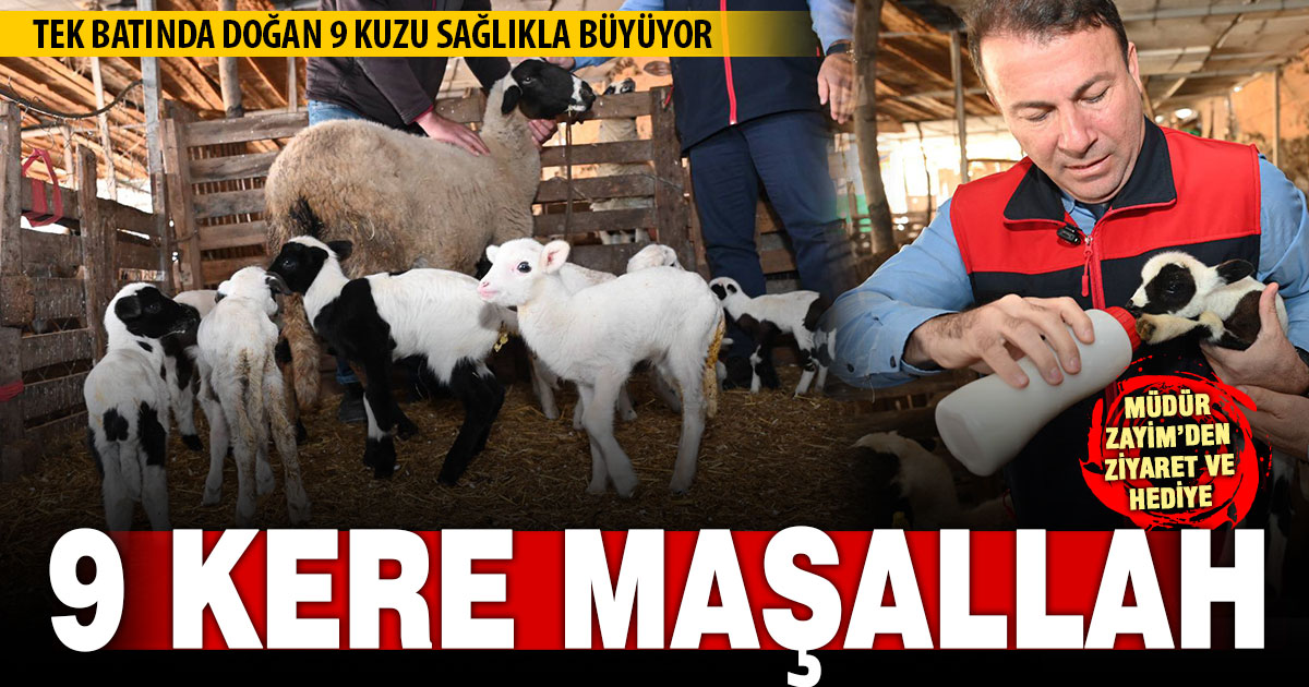 Tek batında doğan 9 kuzu sağlıkla büyüyor