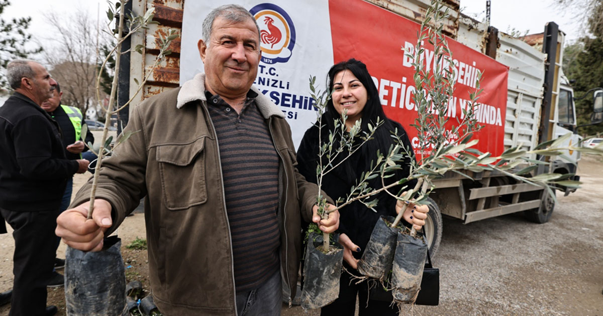 19 ilçede zeytin desteği sürüyor