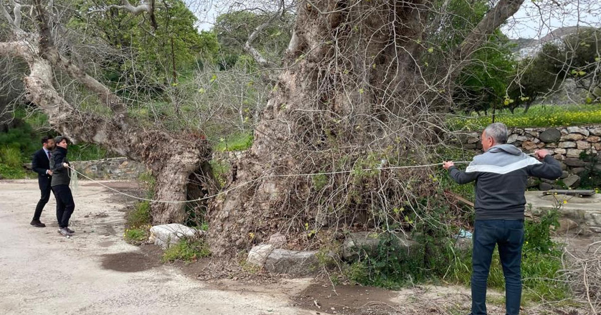 Bodrum’da 2 bin yıllık dev çınar keşfedildi