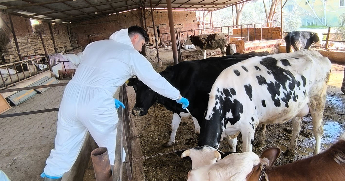 İlkbahar dönemi şap hastalığına karşı aşılama seferberliği sürüyor