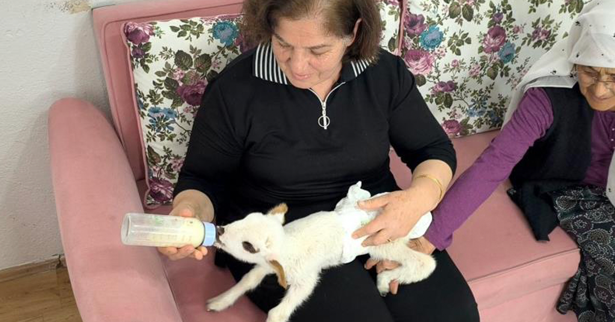 Öksüz kuzu “Balım”, Şenol ailesinin şefkatiyle hayata tutundu 