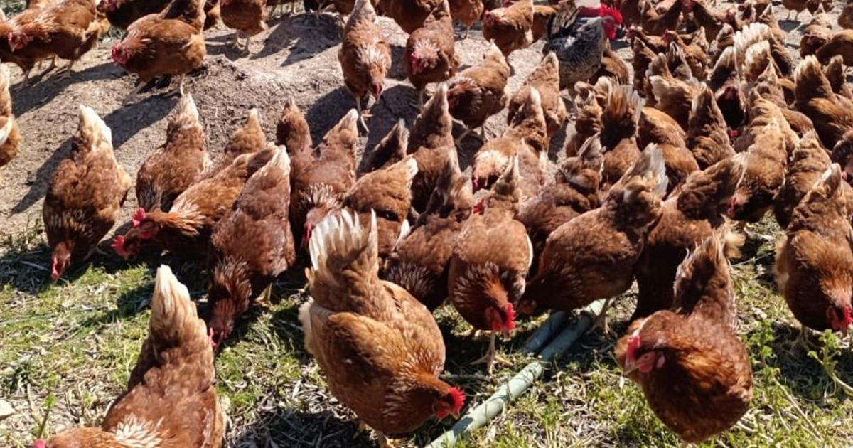 Ev kiraları şehirden kaçırdı, köyde “gezen tavuk” çiftliği kurdu