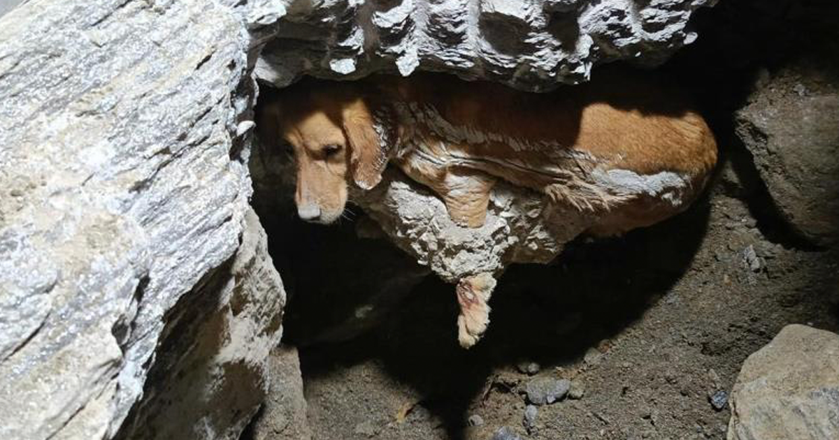 Betonun içine sıkışan köpek kurtarıldı 