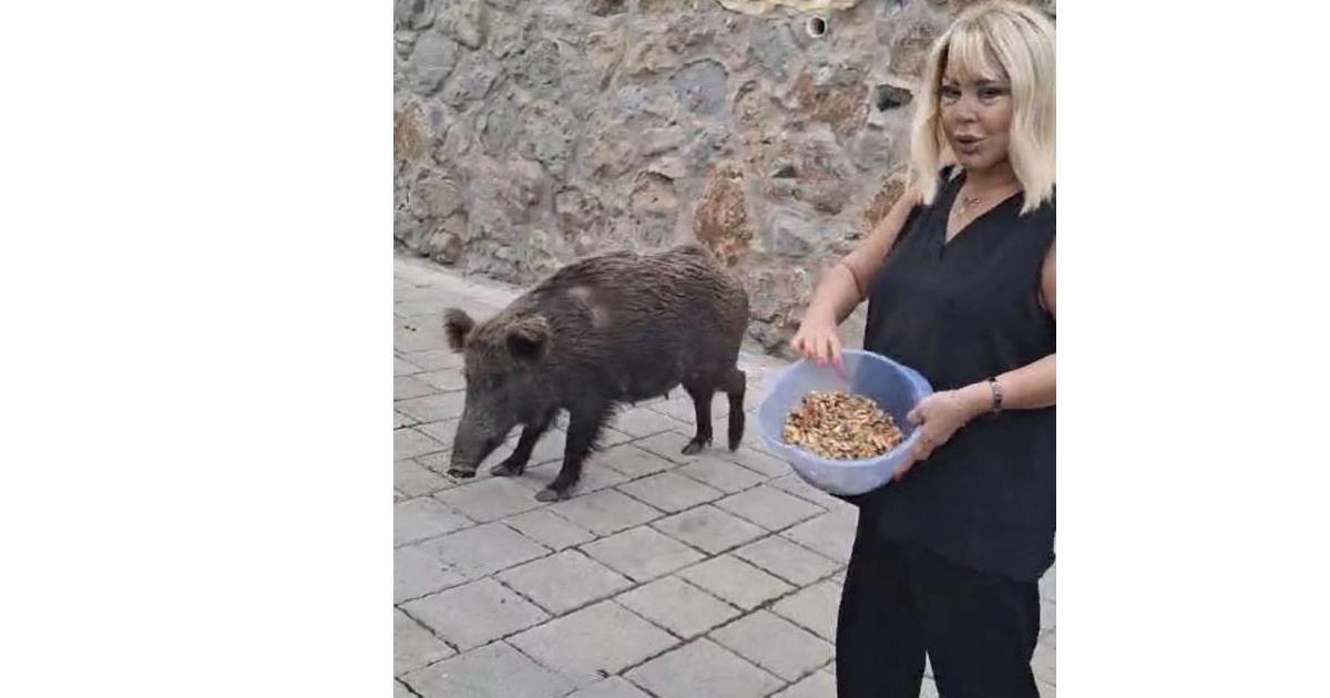 Safiye Soyman kapısına gelen domuzu elleriyle besledi