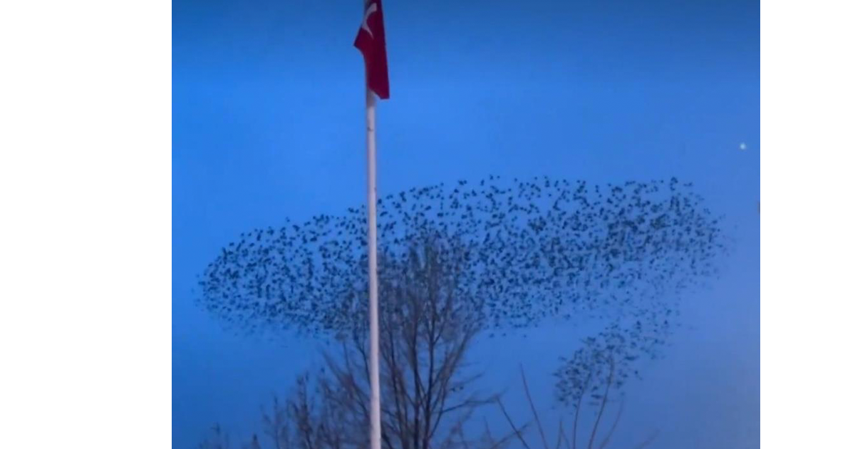 Kuşların Türk bayrağı çevresindeki mest eden dansı kamerada 